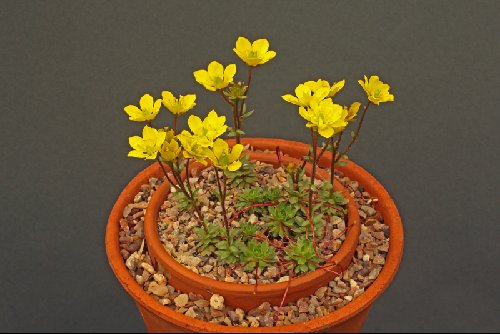 Saxifraga flagellaris stenophylla